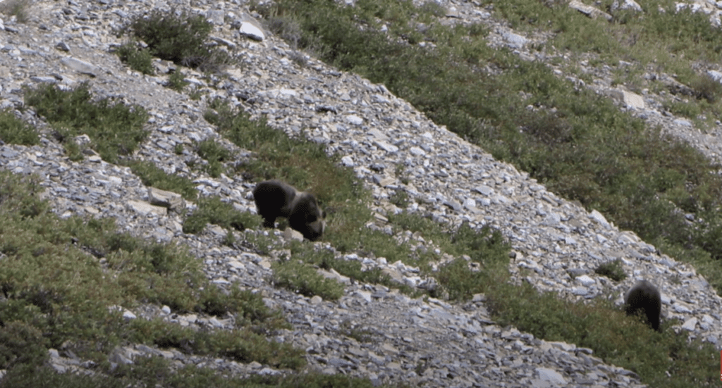 grizzly bears